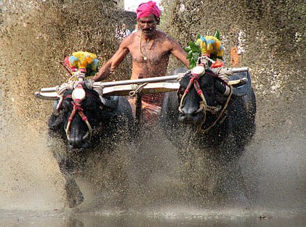 Pilikula kambala